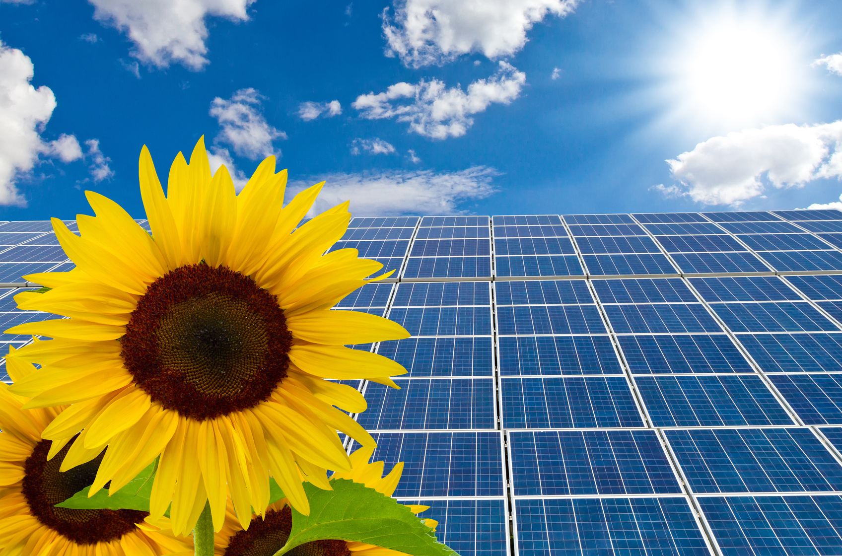 Solarzellen und eine Sonnenblume